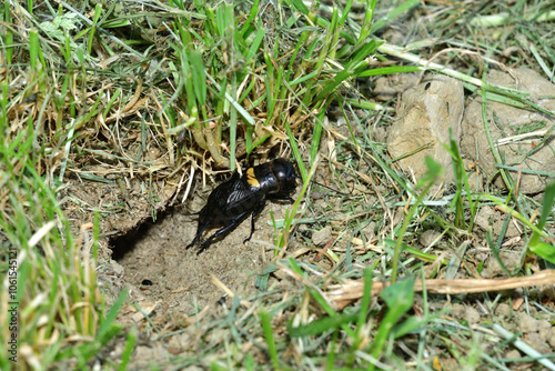 Obraz na płótnie A Gryllus campestris sticks up its black head out of its hole in the ground w salonie