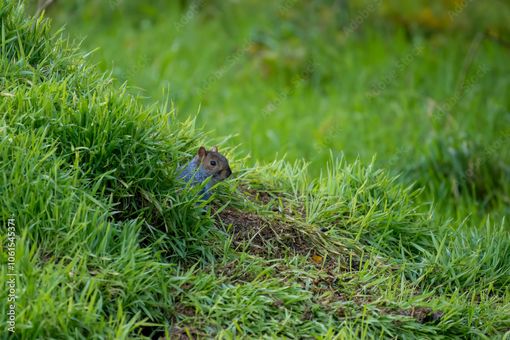 close-up of a feeding grey squirrel (Sciurus carolinensis) amongst vibrant green grass close-up of a feeding grey squirrel (Sciurus carolinensis) amongst vibrant green grass