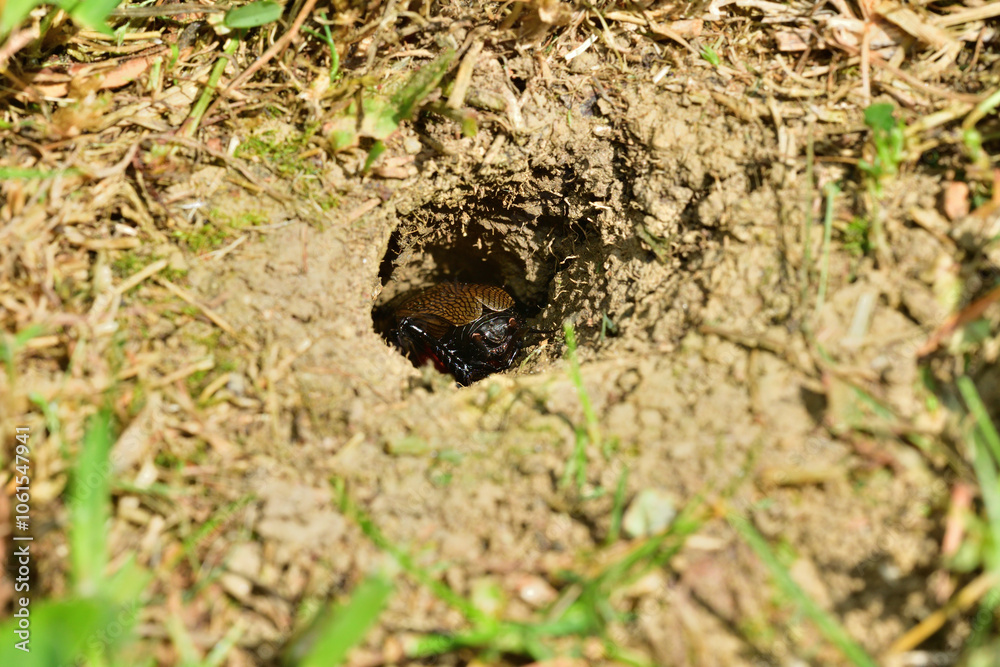 A Gryllus campestris sticks up its black head out of its hole in the ground