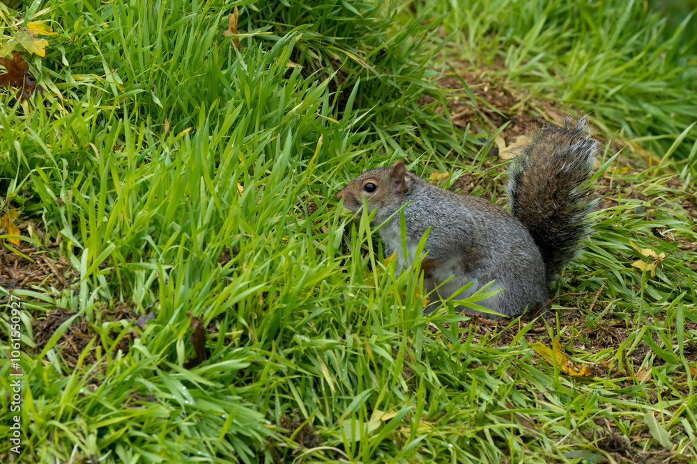 close-up of a feeding grey squirrel (Sciurus carolinensis) amongst vibrant green grass close-up of a feeding grey squirrel (Sciurus carolinensis) amongst vibrant green grass