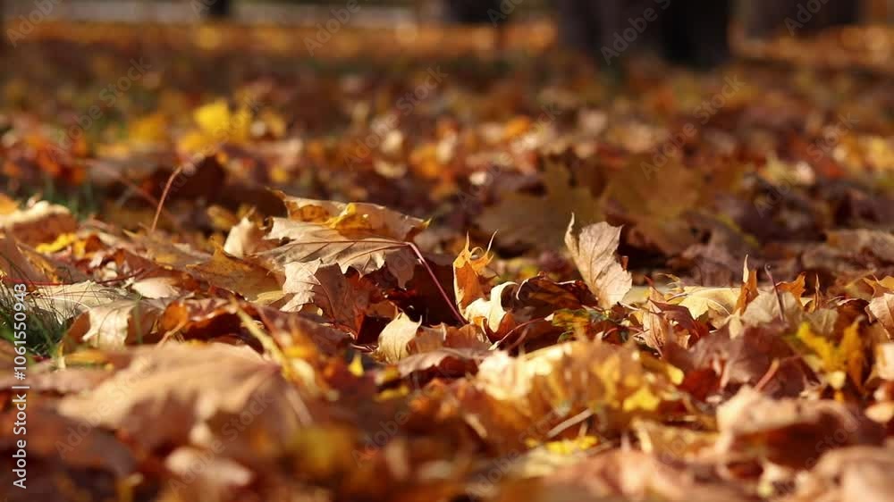 Wind blows and turns over fallen yellow leaves. Autumn leaves close-up in windy weather in the park. Fallen autumn leaves. Nature background. Autumn background. Windy weather Wind blows and turns over fallen yellow leaves. Autumn leaves close-up in windy weather in the park. Fallen autumn leaves. Nature background. Autumn background. Windy weather