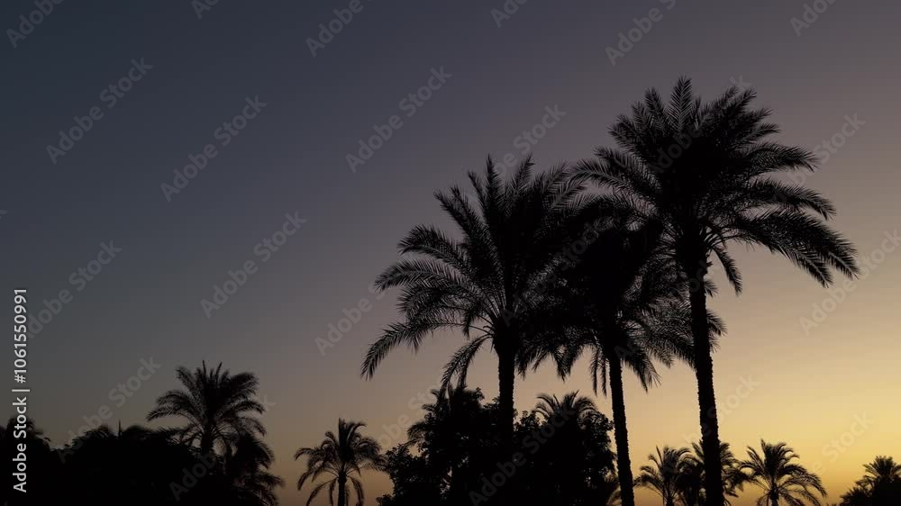 Silhouette of palm trees at sunset sunrise with place for text Silhouette of palm trees at sunset sunrise with place for text