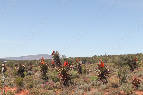 Wild growing aloes on the veld near Oudtshoor, South Africa