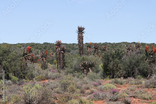 Wild growing aloes on the veld near Oudtshoor, South Africa