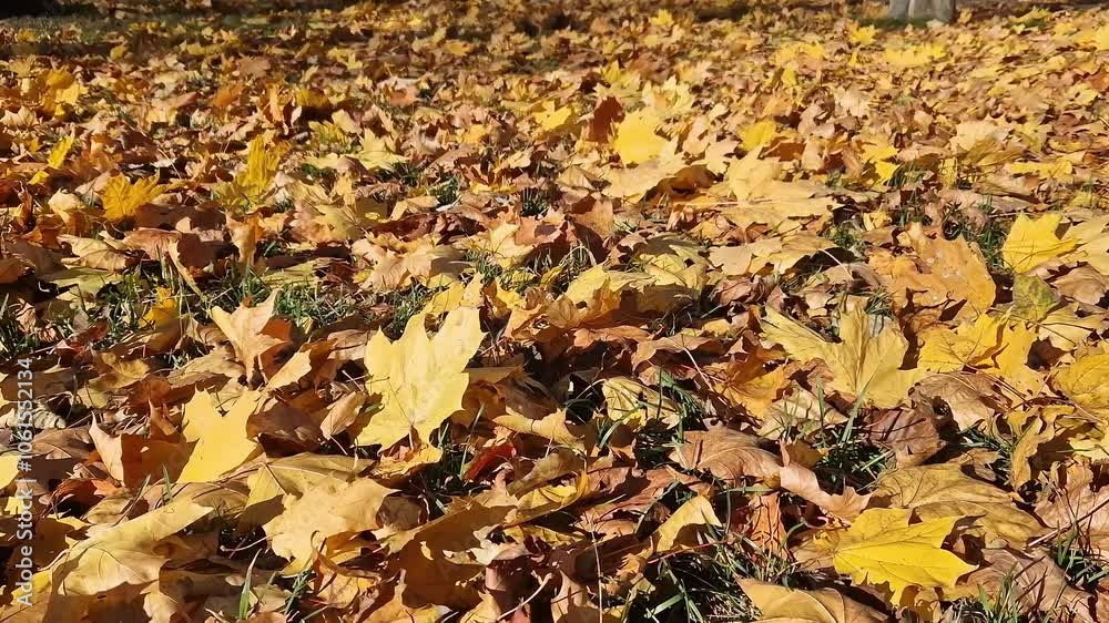 Wind blows and turns over fallen yellow leaves. Autumn leaves close-up in windy weather in the park. Fallen autumn leaves. Nature background. Autumn background. Windy weather Wind blows and turns over fallen yellow leaves. Autumn leaves close-up in windy weather in the park. Fallen autumn leaves. Nature background. Autumn background. Windy weather