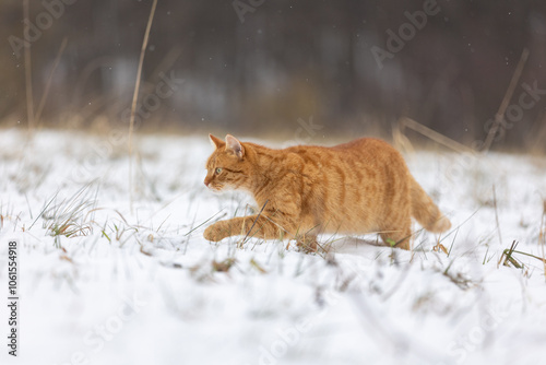 Katze jagt im Schnee photo