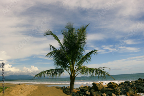 Fototapeta Naklejka Na Ścianę i Meble -  palm trees on the beach