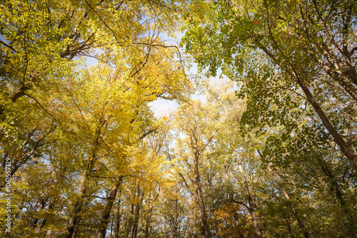 Autumn nature landscape of colorful forest