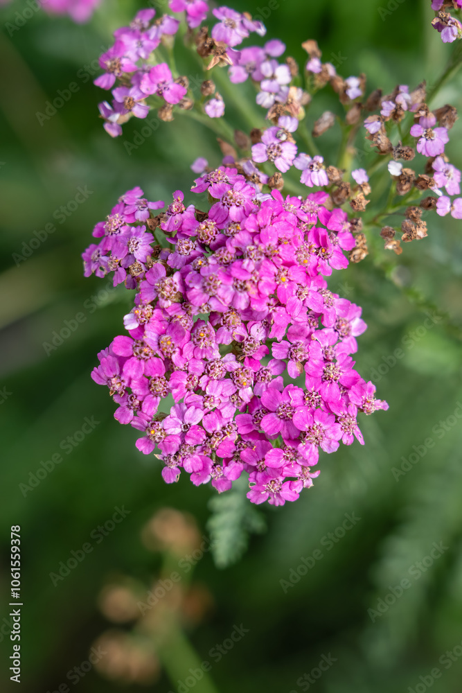 close-up of flowering Yarrow, achillea millefolium in violet pink, purple close-up of flowering Yarrow, achillea millefolium in violet pink, purple