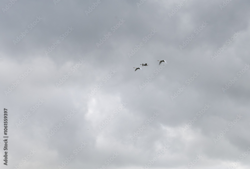 three white swans (Cygnus olor) in close flight, grey cloud sky three white swans (Cygnus olor) in close flight, grey cloud sky