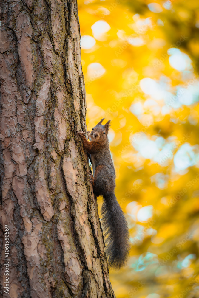 Obraz premium Curious Red Squirrel Observes from a Tree Amidst Autumn Colors in the Forest