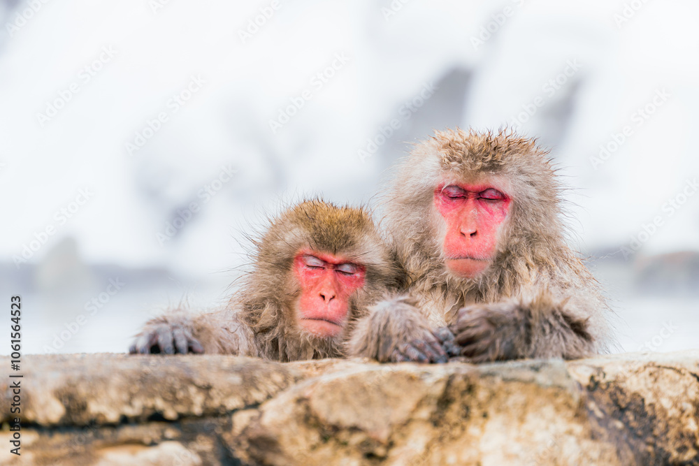 Naklejka premium 温泉に浸かる日本猿