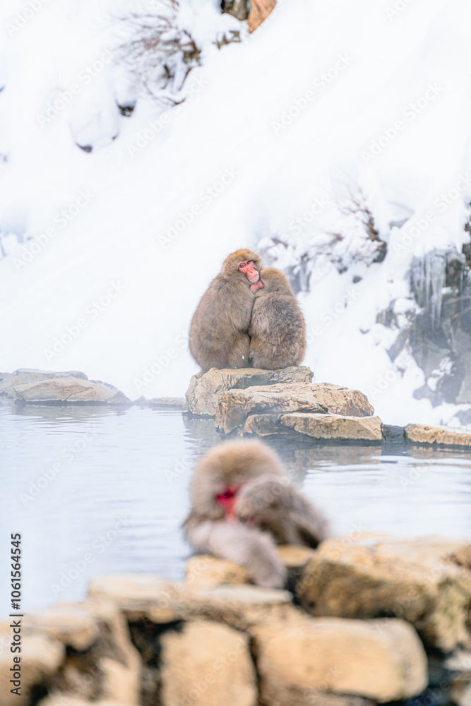 Obraz premium 温泉に浸かる日本猿