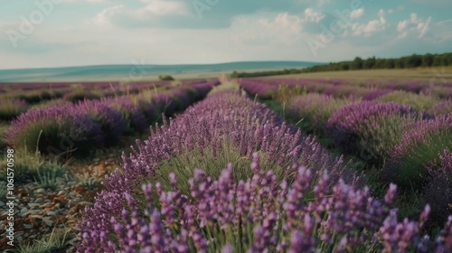 Endless lavender fields stretch to the horizon, a tapestry of purple blooms beneath a vast sky.