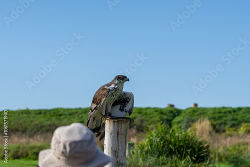 close-up of an African augur buzzard (Buteo augur) photo
