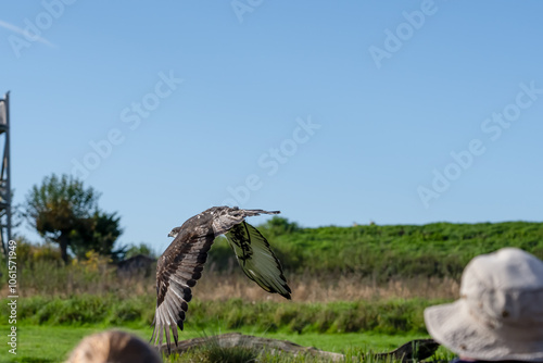 close-up of an African augur buzzard (Buteo augur) photo