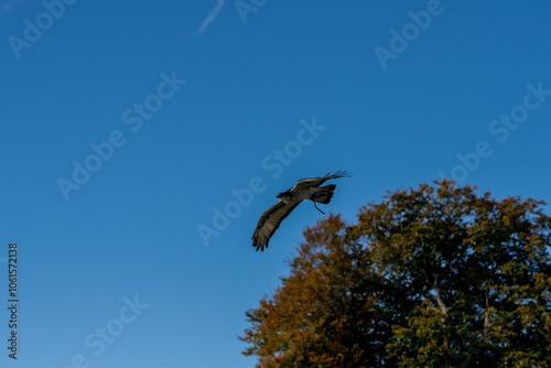 close-up of an African augur buzzard (Buteo augur) photo