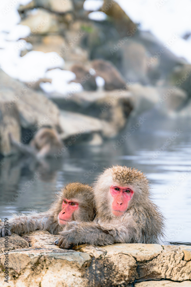 Fototapeta premium 温泉に浸かる日本猿