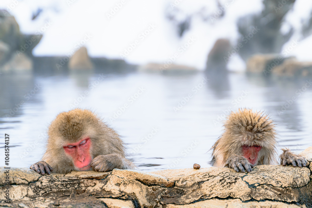 Fototapeta premium 温泉に浸かる日本猿