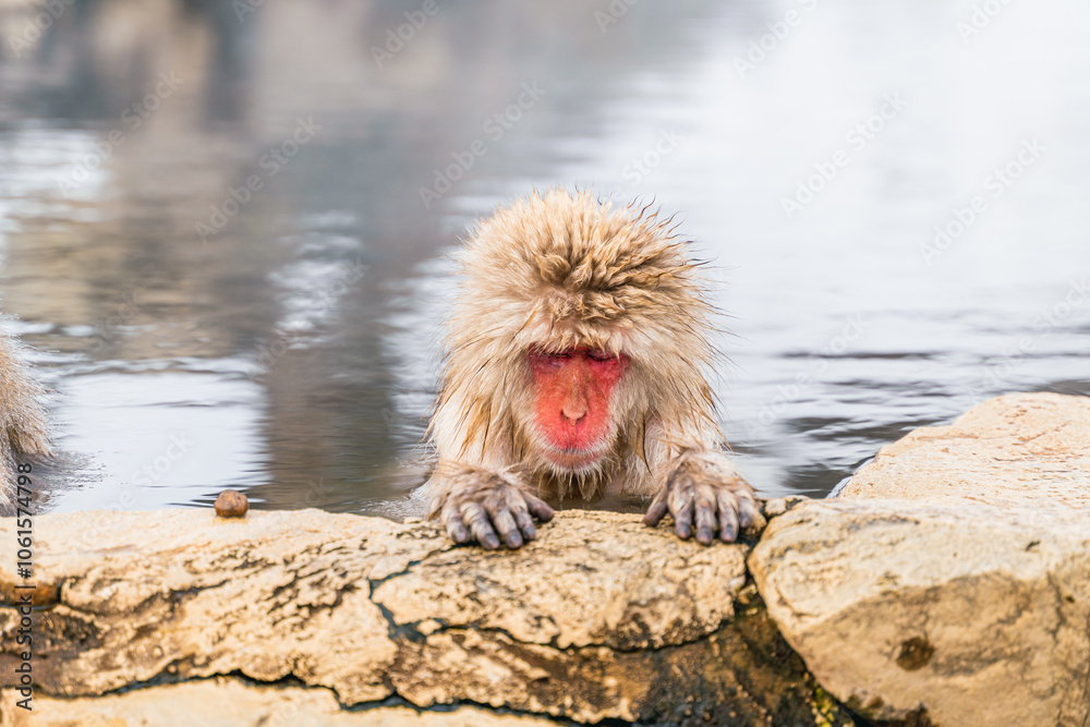 Fototapeta premium 温泉に浸かる日本猿