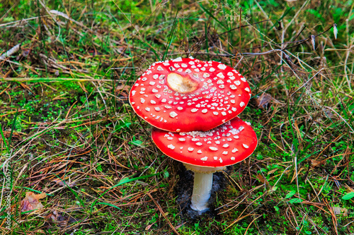 Schilderij op canvas amanita muscaria fly agaric - Mushroom in the Woods