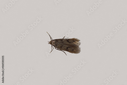 Small moth Borkhausenia, probably Borkhausenia nefrax. Subfamily Oecophorinae. Family Concealer moths (Oecophoridae). Isolated on a white paper. Autumn, October, Netherlands photo