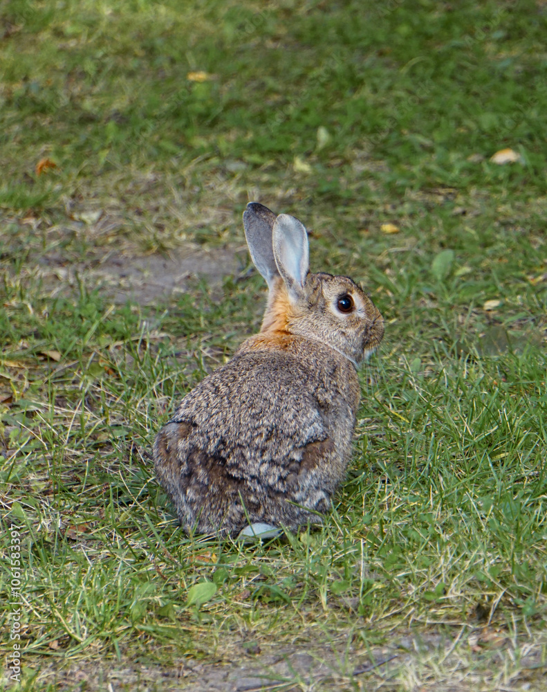 Fototapeta premium Close-up of a small rabbit