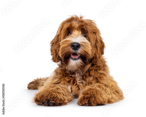 Adorable young labradoodle dog pup with white spots, laying down facing front. Looking towards camera. Isolated on a white background. photo