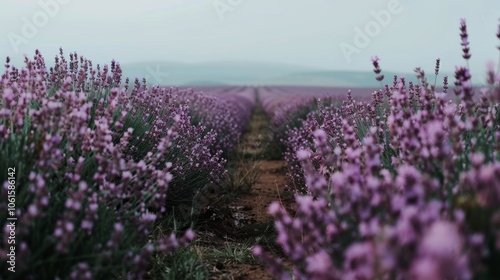 Rows of blooming lavender stretch into the misty horizon, conjuring a dreamy and aromatic landscape.