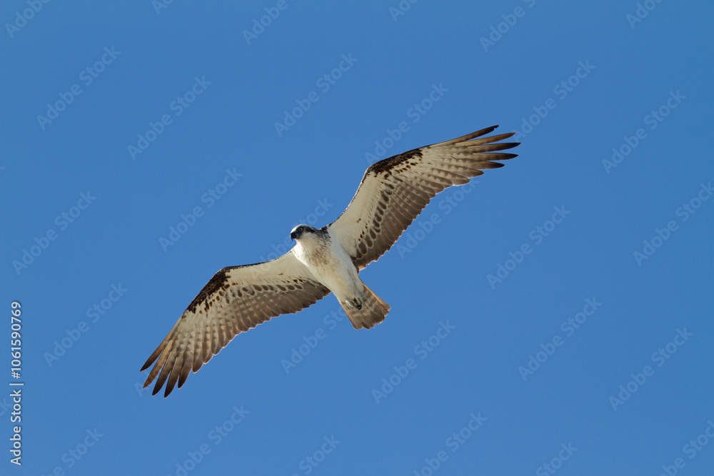Fototapeta premium Osprey in flight