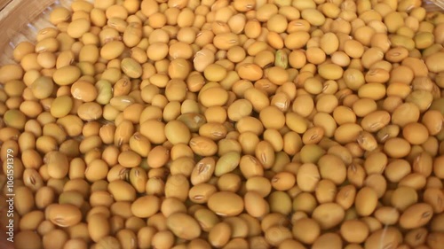 farmers harvest soybeans photo