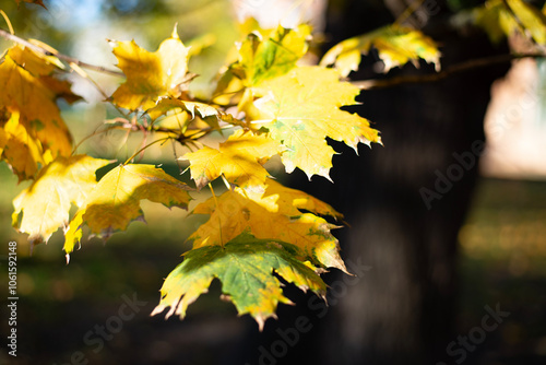 Yellow maple leaves. Autumn leaves.