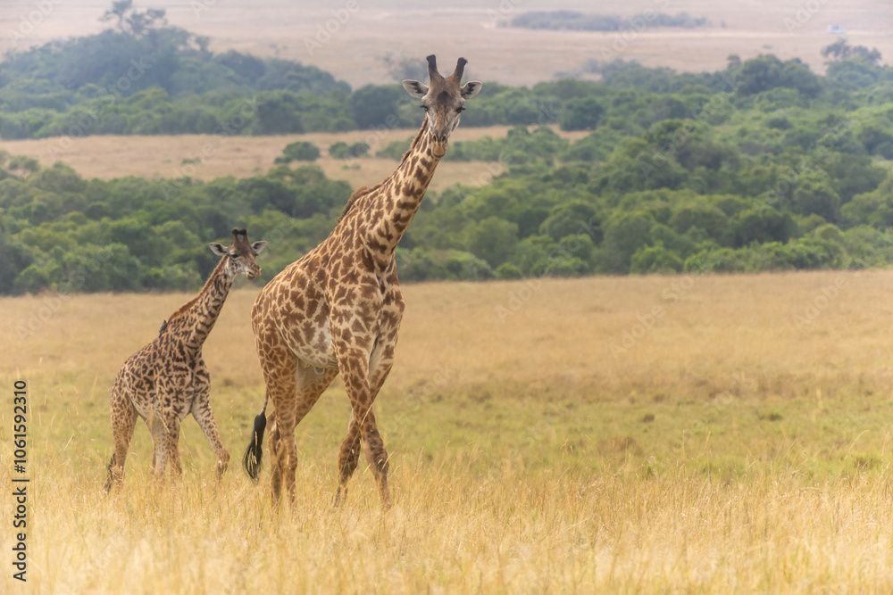Obraz premium Giraffe