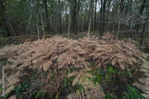 Dense Forest with Dry Pteridium aquilinum Bracken Ferns and Bare Trees