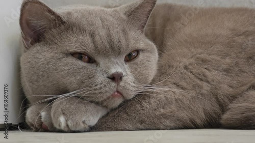 Wallpaper Mural Grey cat looking at camera. Torontodigital.ca