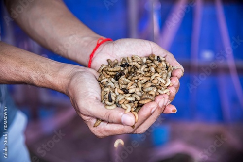 person holding a handful of black soldier fly larvae photo