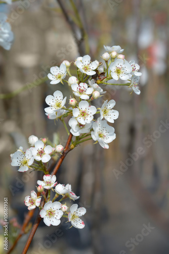 Pear tree Jelka flowers photo