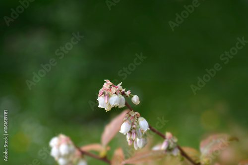 Blueberry Brigitta Blue flowers photo