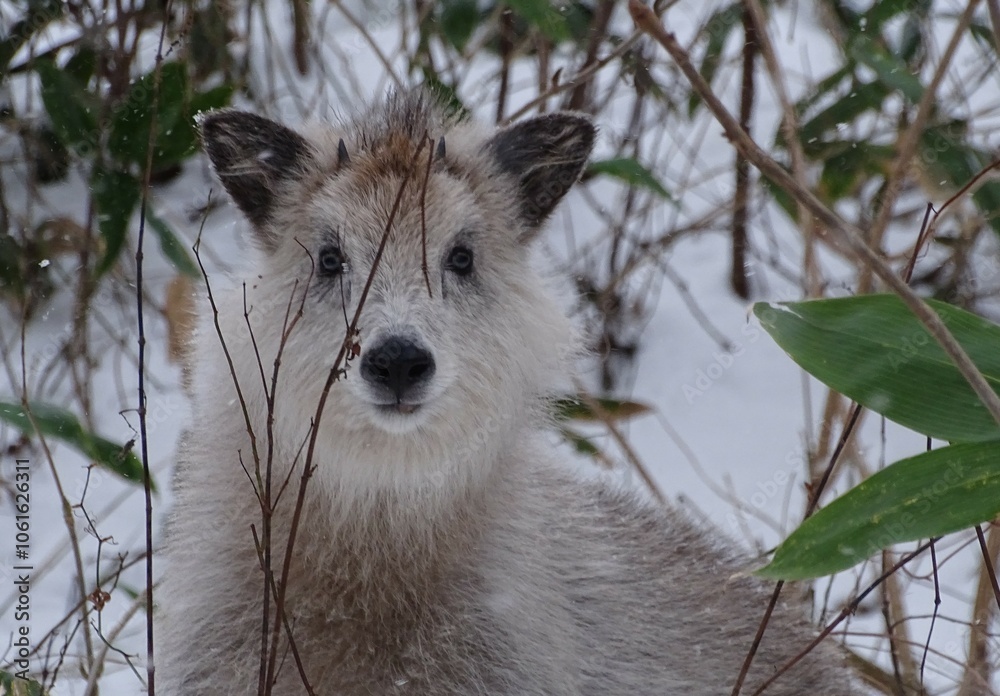 Fototapeta premium 雪の中の二ホンカモシカのこども