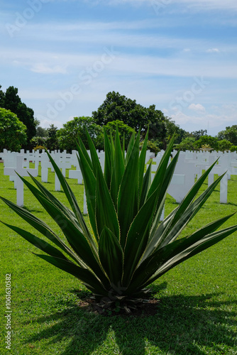 Bandung, Indonesia - January 8, 2023: Plants at Ereveld Pandu, one of 7 Netherlands war cemeteries in Indonesia where around 4000 war victims are buried. photo