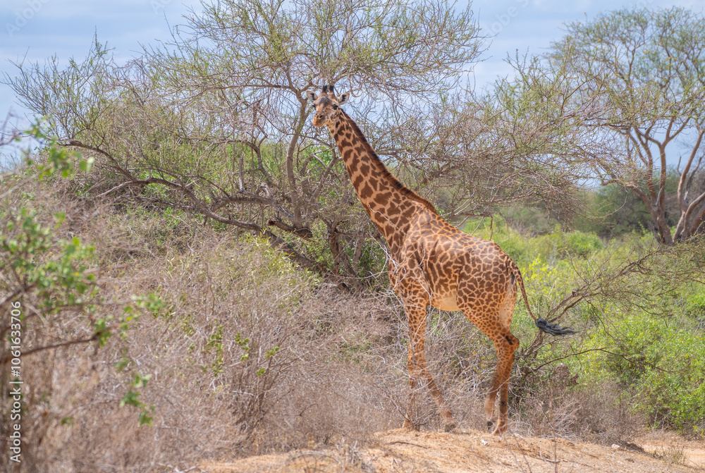 Obraz premium A giraffe strolls gracefully across acacia, Tsavo East National Park, Kenya