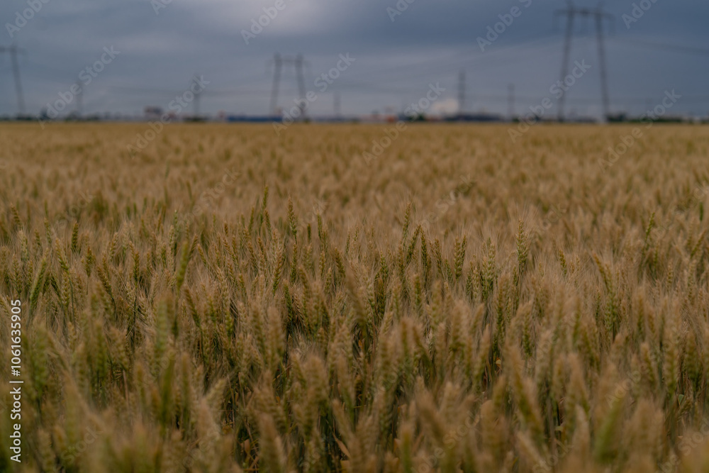 Obraz premium Wheat land in Romania, the country also known as the Granary of Europe. Golden plain with grains cultivated for the production of flour