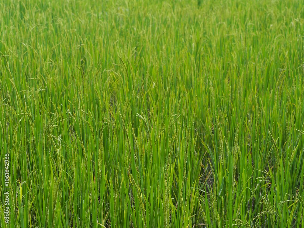 Rice plants in the field are beginning to bear ears. Rice plants in the field are beginning to bear ears.