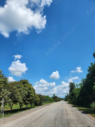 Tree on the road 