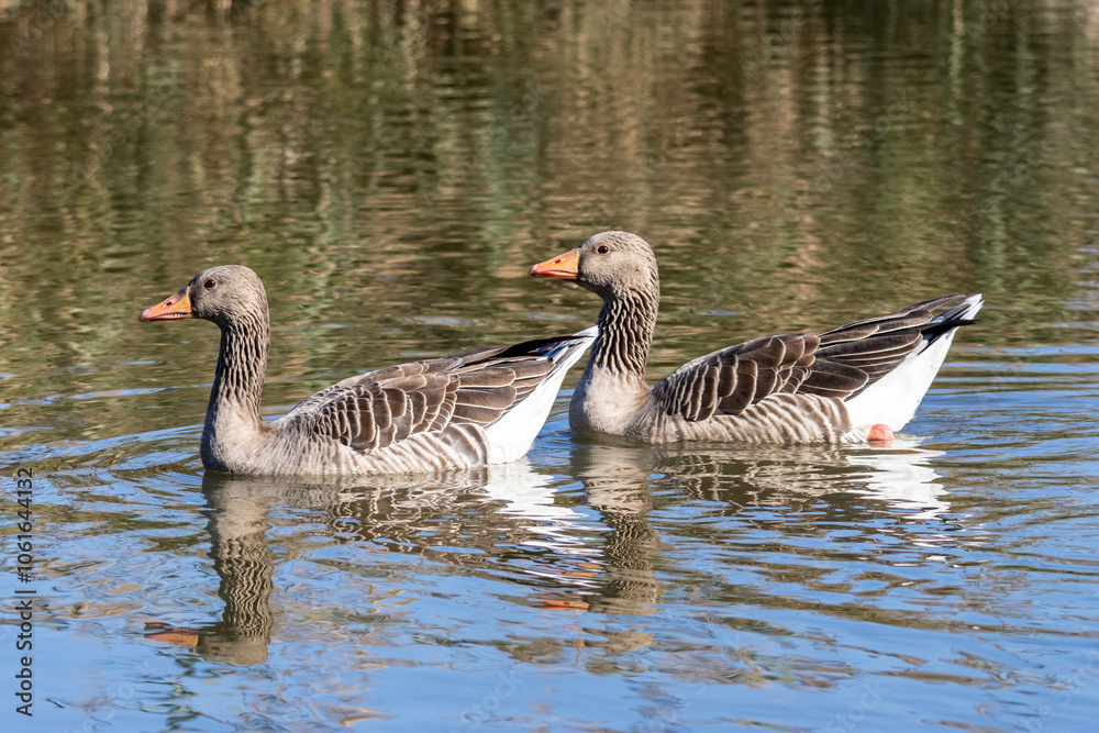 Fototapeta premium Oche selvatiche all'oasi naturalistica di Manzolino