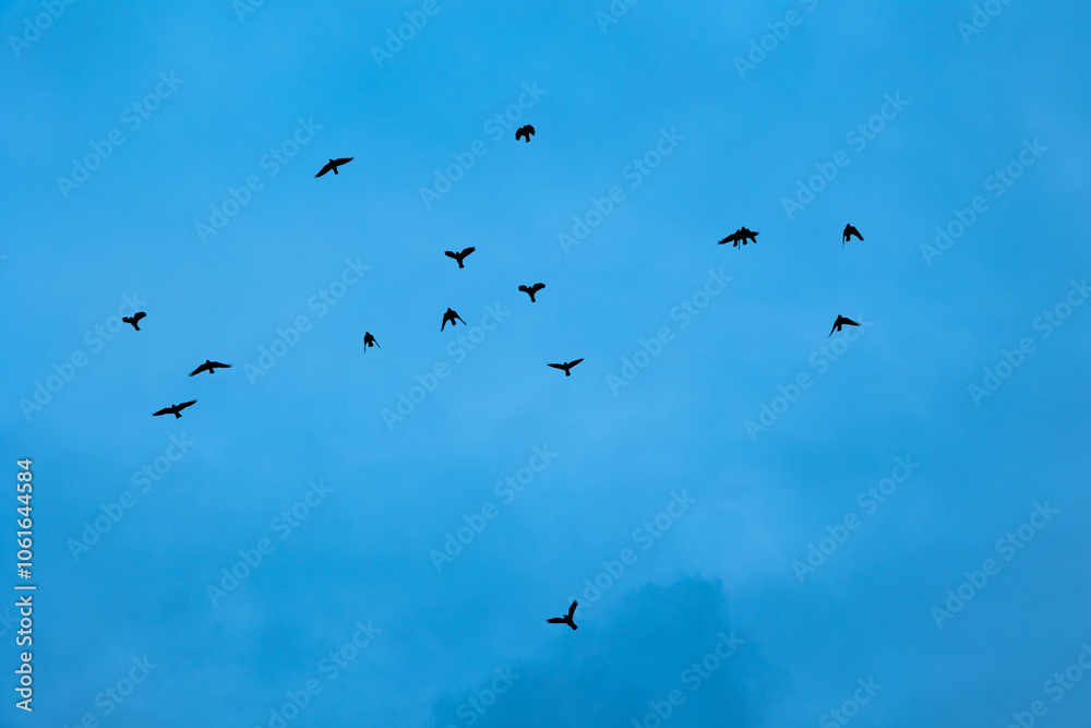 Birds flying on a clear blue sky. Bird population. Freedom birds in contra cure Birds flying on a clear blue sky. Bird population. Freedom birds in contra cure