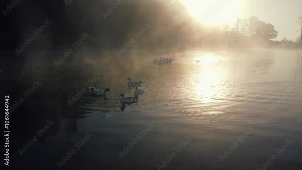 Early morning drone video capturing ducks and geese in a foggy lake, with serene nature views Early morning drone video capturing ducks and geese in a foggy lake, with serene nature views