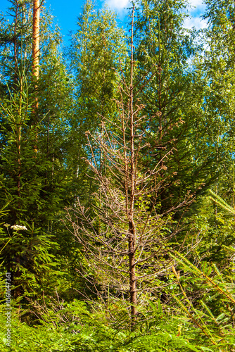 Dead pine tree surrounded by healthy green forest in Finnish wilderness. Natural forest mortality showing ecosystem lifecycle in Nordic woodland photo