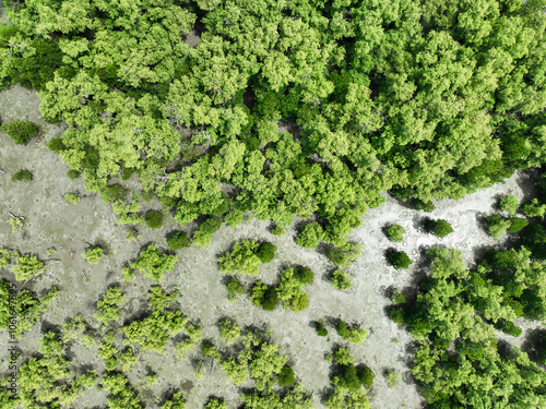 Aerial top view of green mangrove forest. Mangrove ecosystem. Natural carbon sinks. Mangroves capture CO2 from the atmosphere. Blue carbon ecosystems. Mangroves absorb carbon dioxide emissions. photo