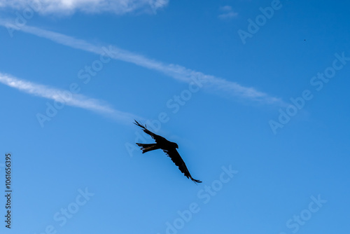 close-up of a black kite (Milvus migrans) in flight 